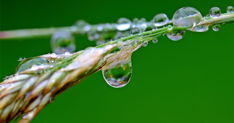 Nuoc-doi-voi-he-thuc-vat