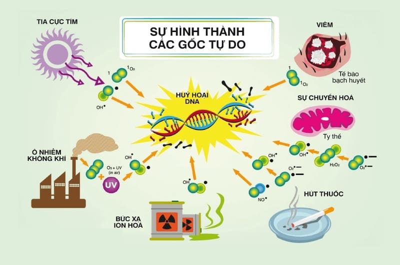 Nguyen-nhan-hinh-thanh-goc-tu-do.jpg
